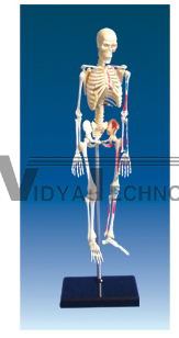 The color model of human skeleton with enthesis of muscles